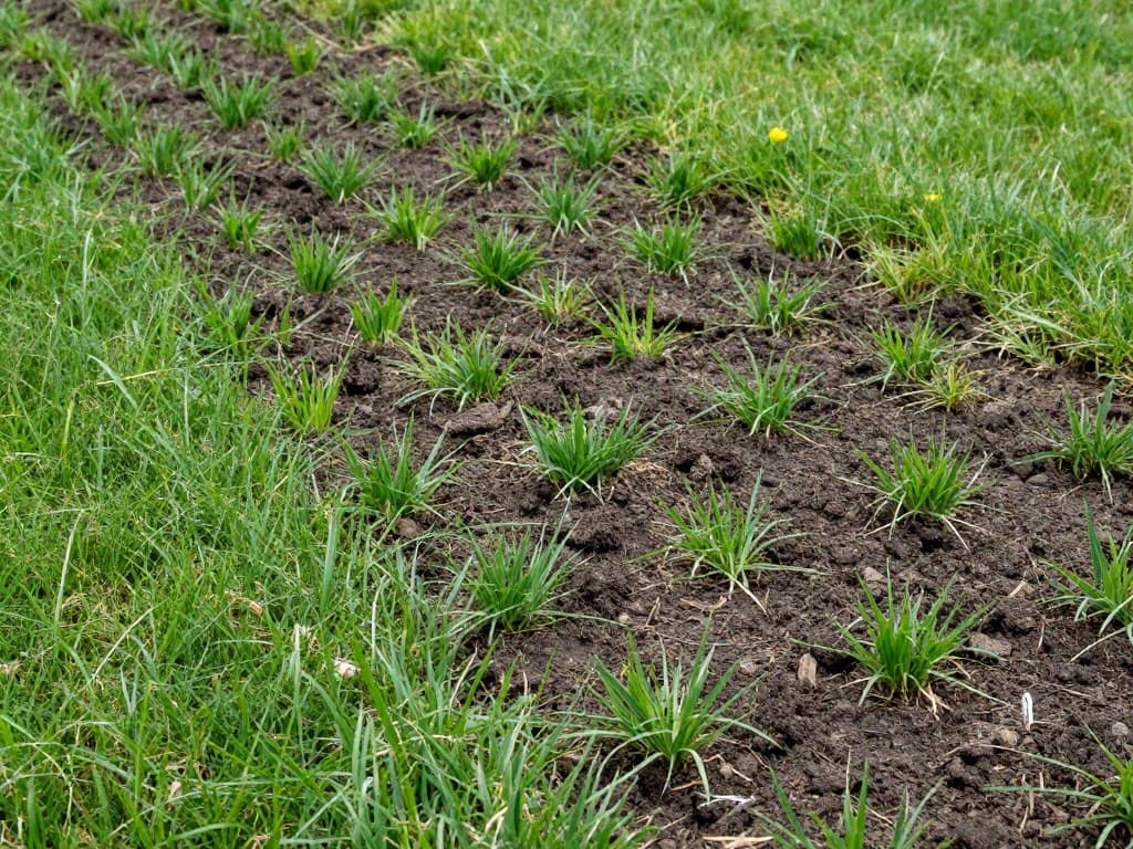 Freshly dethatched lawn in Dyer showing healthy soil exposure and grass ready for recovery Freshly dethatched lawn in Dyer showing healthy soil exposure and grass ready for recovery