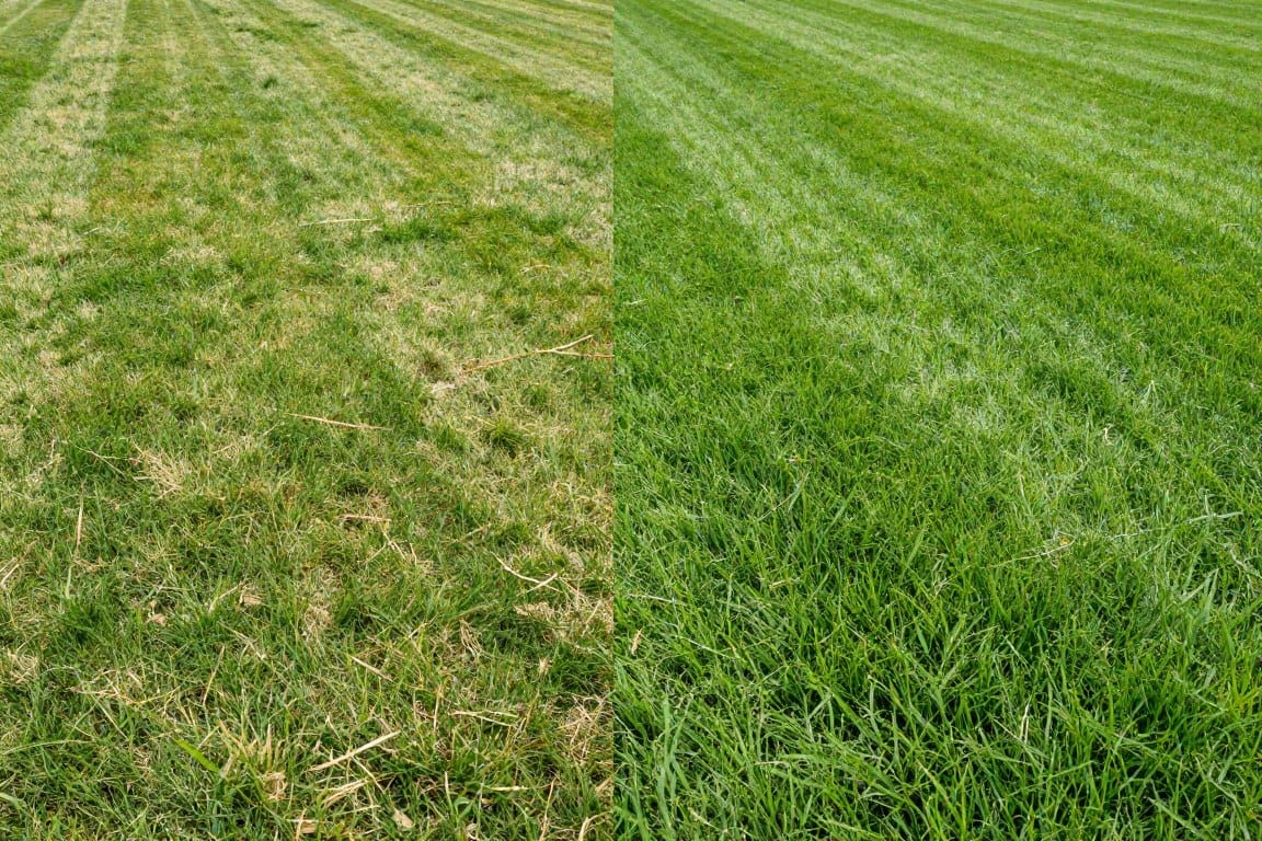 Before and after comparison of lawn treated with power seeding showing improved grass density Before and after comparison of lawn treated with power seeding showing improved grass density