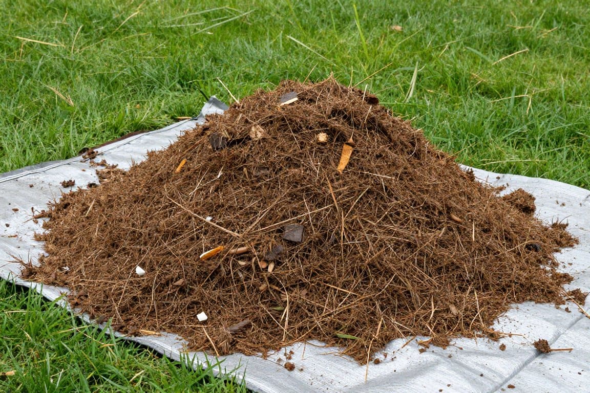 Lawn debris and thatch material removed during professional dethatching service Lawn debris and thatch material removed during professional dethatching service